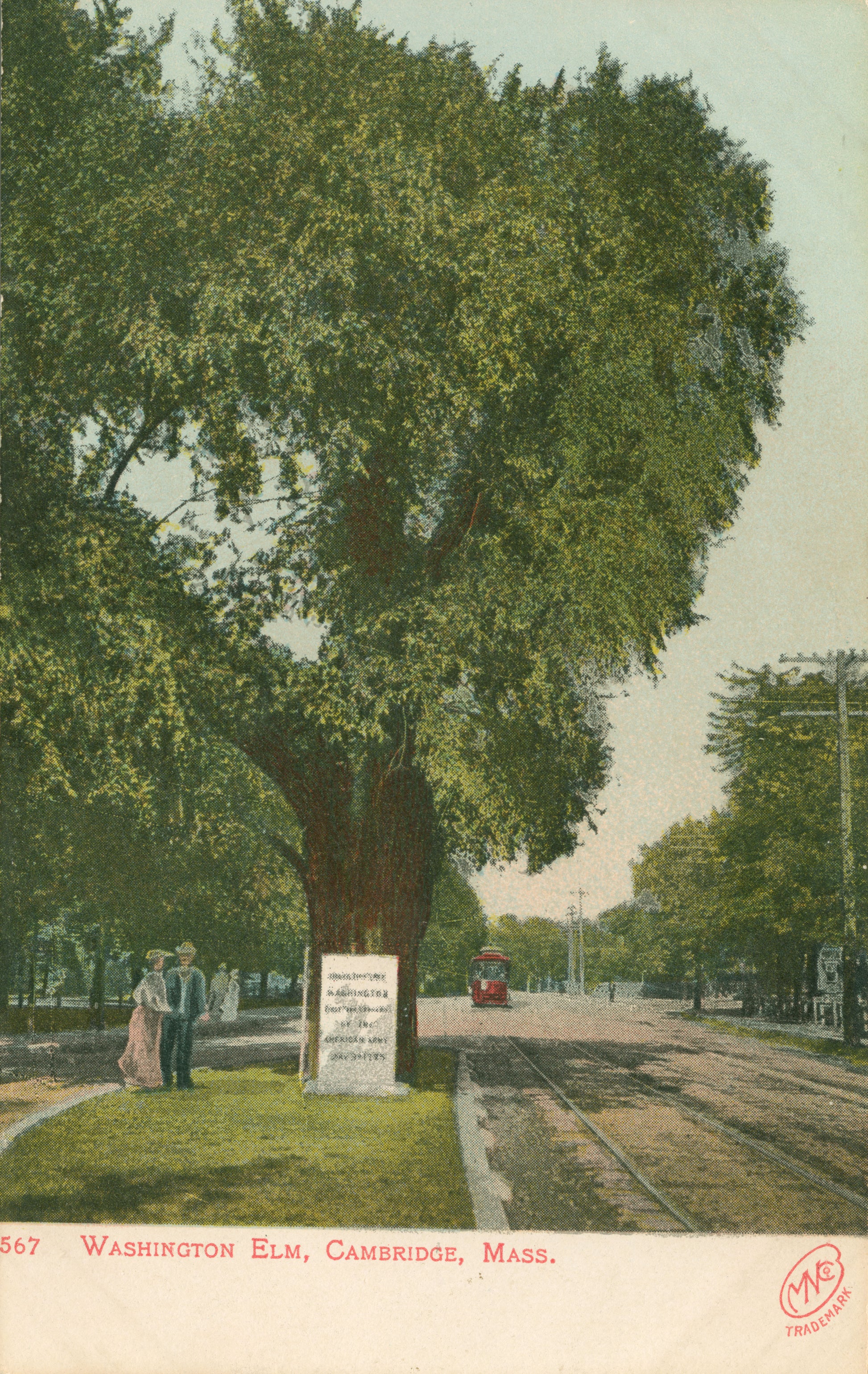 Vintage Postcard: Washington Elm in Cambridge Showing Streetcar
